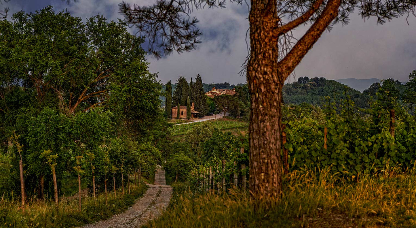 Sauvignon Blanc, MARCO FELLUGA, Collio, Italy