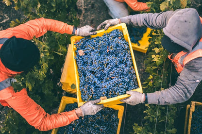 OPUS ONE, Napa Valley, USA