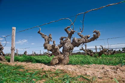 Shiraz, GLAETZER, "Amon-Ra", Barossa Valley, Australia