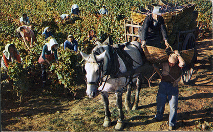 Marsannay, “Les Longeroies”, DOMAINE OLIVIER GUYOT, Burgundy, France