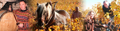 Marsannay, “Les Longeroies”, DOMAINE OLIVIER GUYOT, Burgundy, France