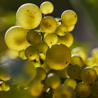 Meursault Premier Cru Les Porusot, OLIVIER LEFLAIVE, Burgundy, France