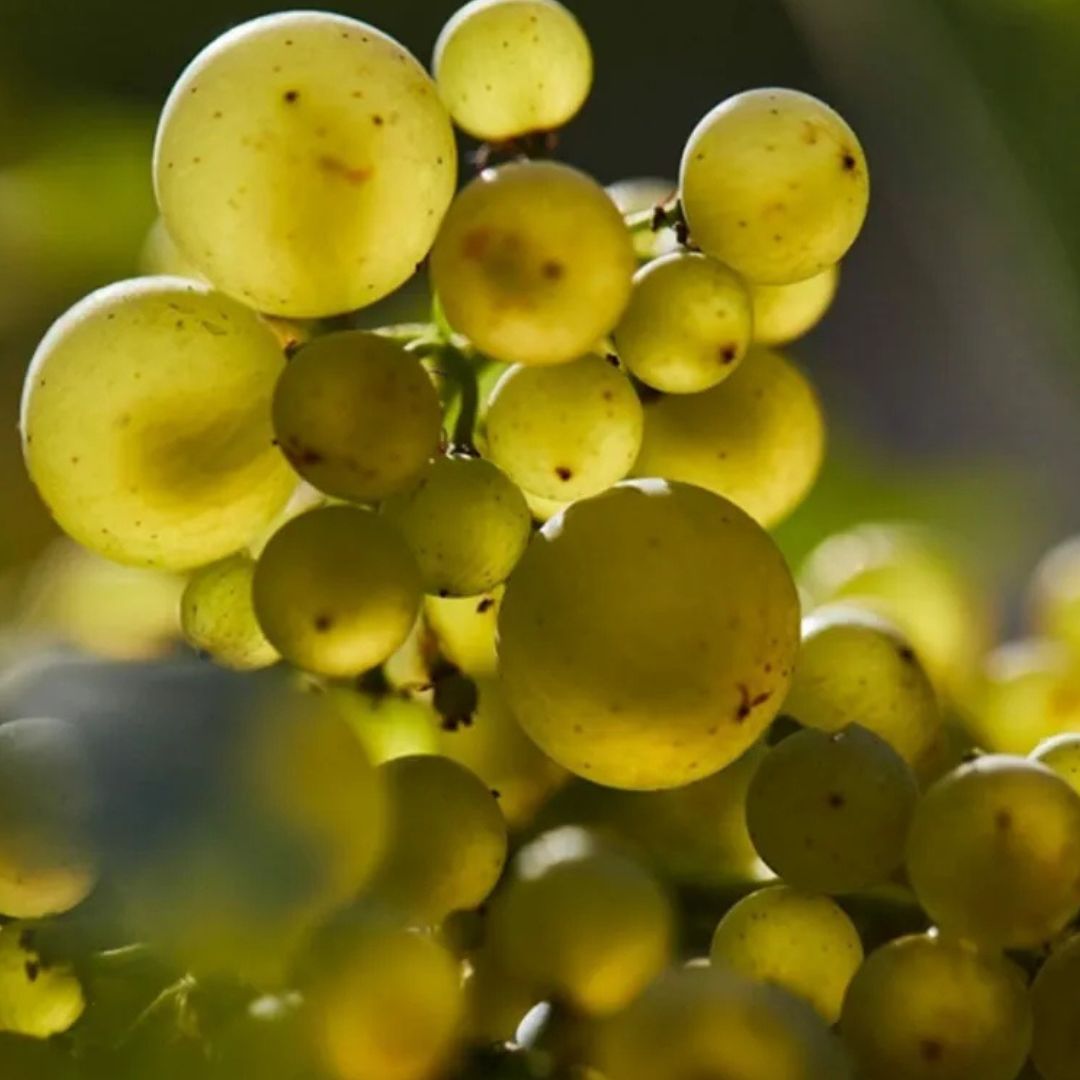 DOMAINE OLIVIER LEFLAIVE, Puligny-Montrachet Premier Cru "Les Pucelles", 2022