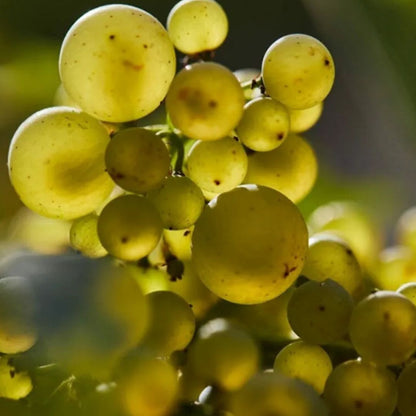 DOMAINE OLIVIER LEFLAIVE, Puligny-Montrachet Premier Cru "Les Pucelles", 2022