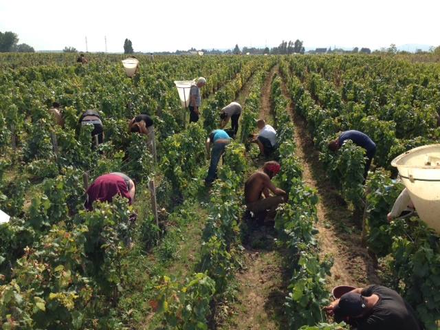 Pommard, OLIVIER LEFLAIVE, Burgundy, France