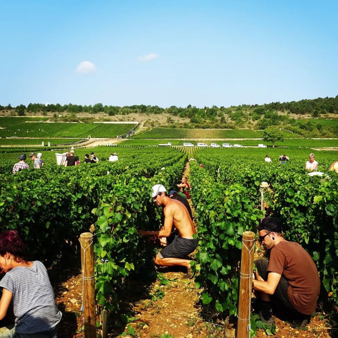 DOMAINE OLIVIER LEFLAIVE, Puligny-Montrachet Premier Cru "Les Pucelles", 2022