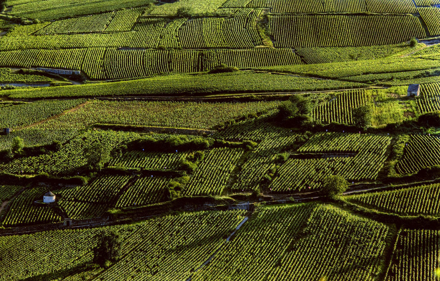 Pommard, OLIVIER LEFLAIVE, Burgundy, France