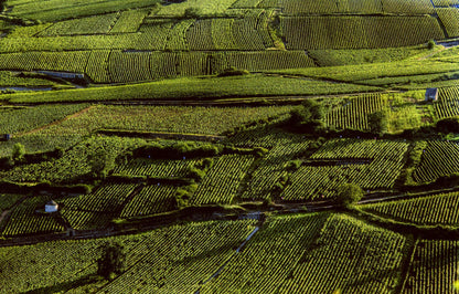 Pommard, OLIVIER LEFLAIVE, Burgundy, France