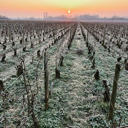 Puligny-Montrachet, OLIVIER LEFLAIVE, Burgundy, France