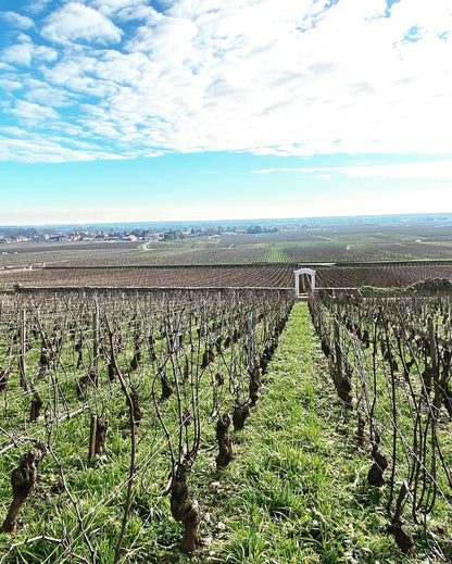 Puligny-Montrachet, OLIVIER LEFLAIVE, Burgundy, France