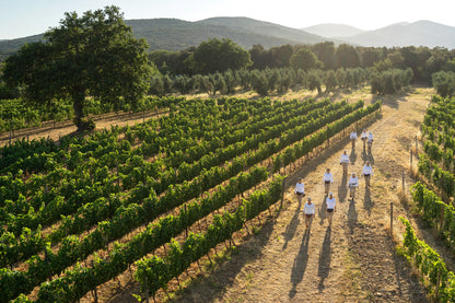 LE SERRE NUOVE DELL ORNELLAIA, Super Tuscan, Bolgheri, 2021
