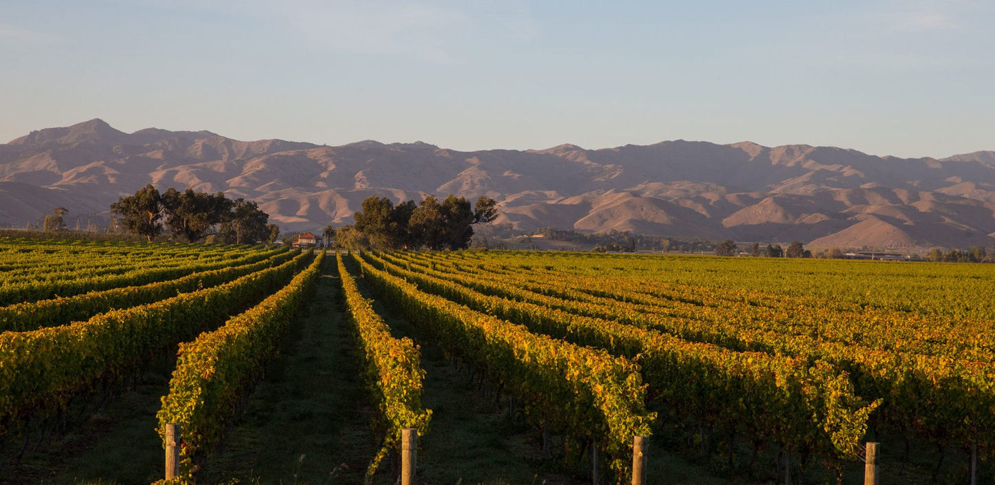 Sauvignon Blanc, "Plot 101", RIMAPERE, Marlborough, New Zealand