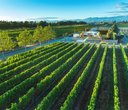 Sauvignon Blanc, "Plot 101", RIMAPERE, Marlborough, New Zealand