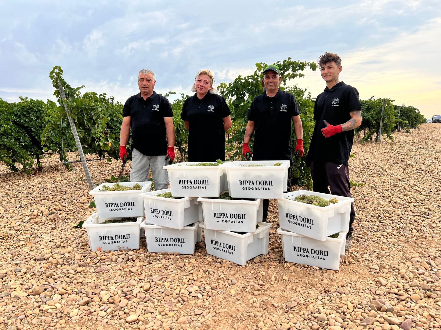 Verdejo, LOS CURAS, BODEGAS RIPPA DORII, Rueda, Spain