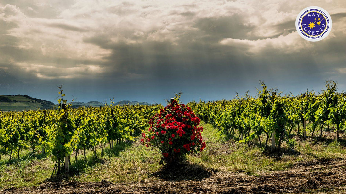 Montepulciano d'Abruzzo, SAN LORENZO, Colline Teramane, Italy