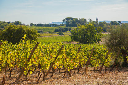 Cabernet Sauvignon, DOM DENISE, France