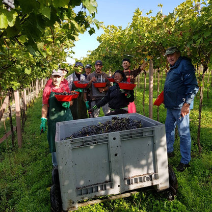 Amarone della Valpolicella, SPERI, "Sant'Urbano" Vineyard, Italy