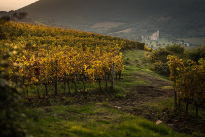 Brunello di Montalcino,  TENUTA FANTI, "Vallocchio", Italy