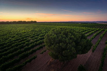 Verdejo, LOS CURAS, BODEGAS RIPPA DORII, Rueda, Spain