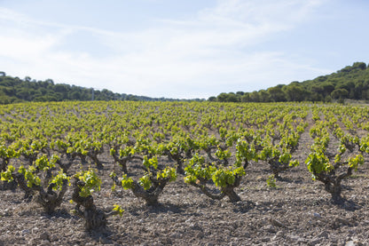 VEGA SICILIA, VALBUENA 5°, Ribera del Duero, 2018