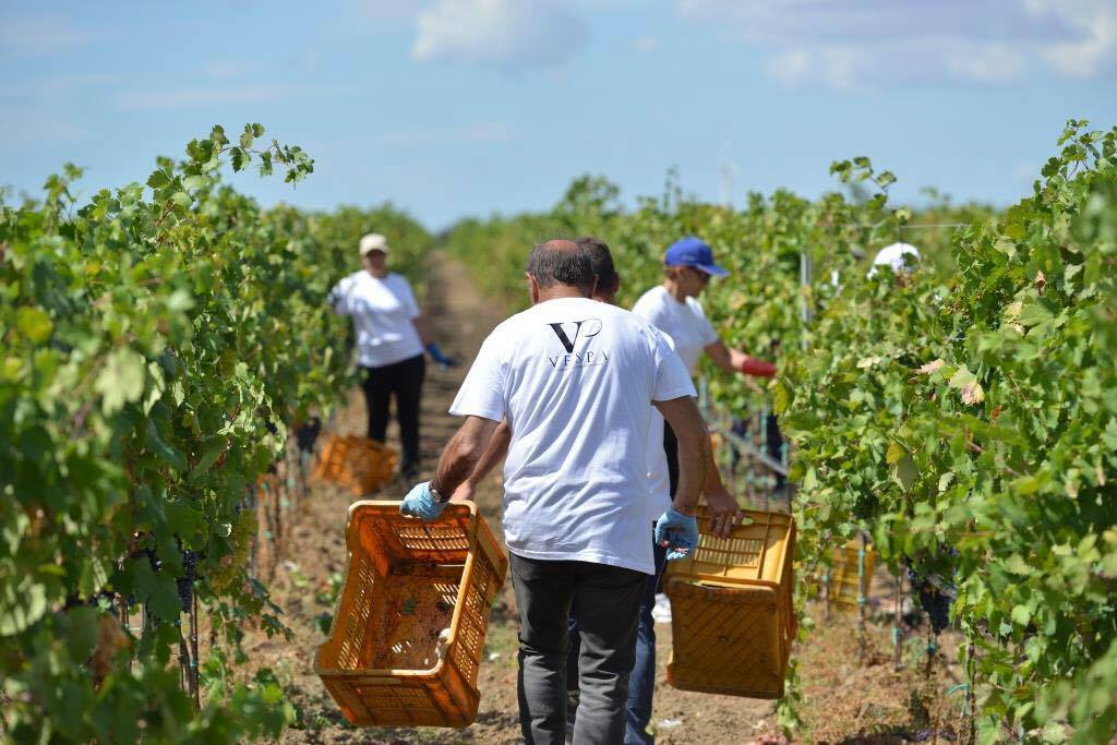 Fiano, CANTINA VESPA, Salento, Puglia, Italy