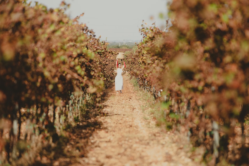 Fiano, CANTINA VESPA, Salento, Puglia, Italy