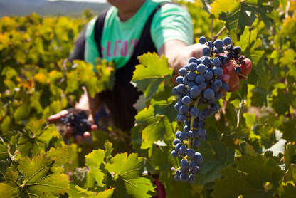 Tempranillo, BODEGAS VOLVER, Single Vineyard, La Mancha, Spain