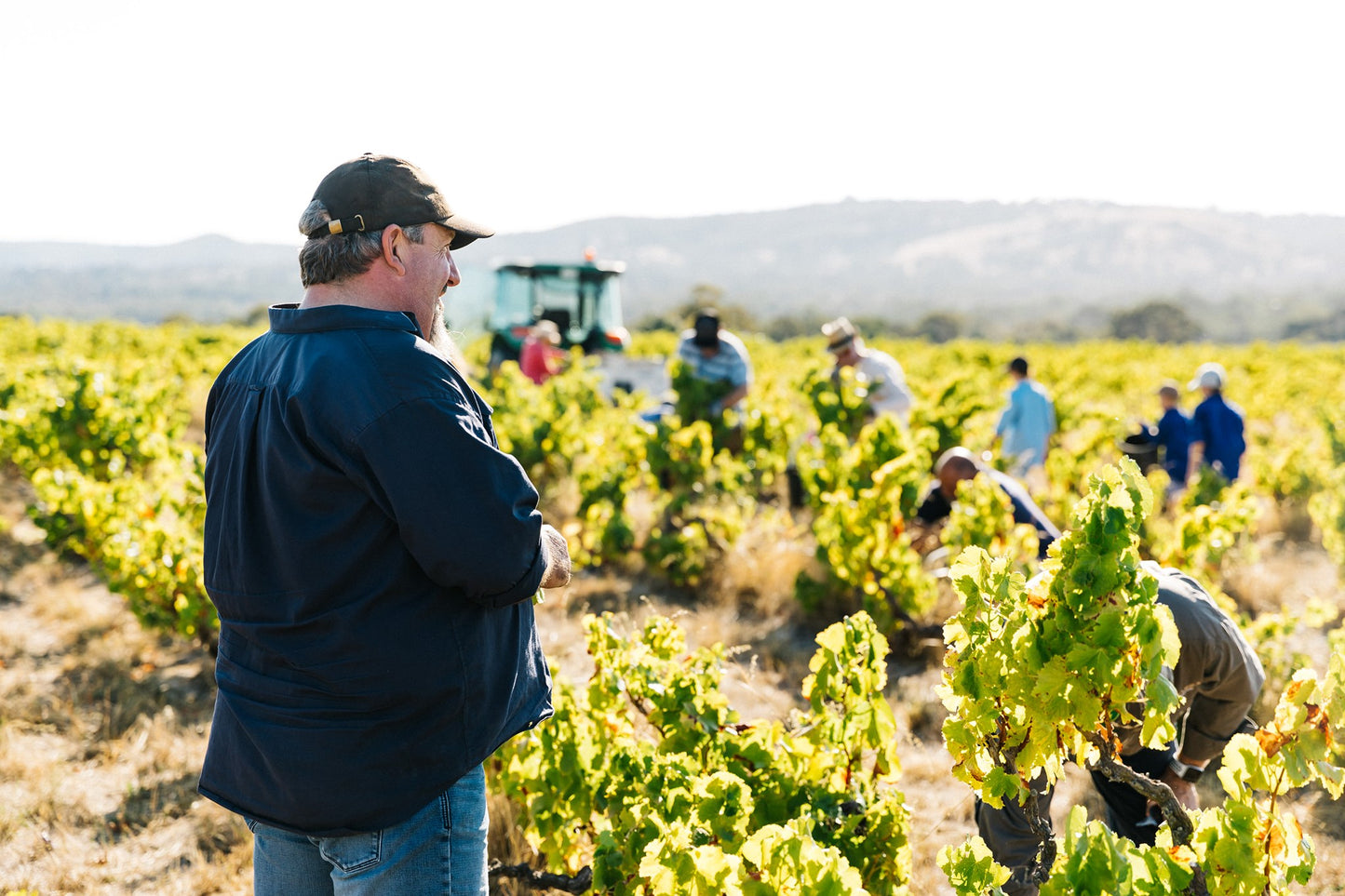 Shiraz, "Kings Wood", YANGARRA ESTATE, McLaren Vale, Australia