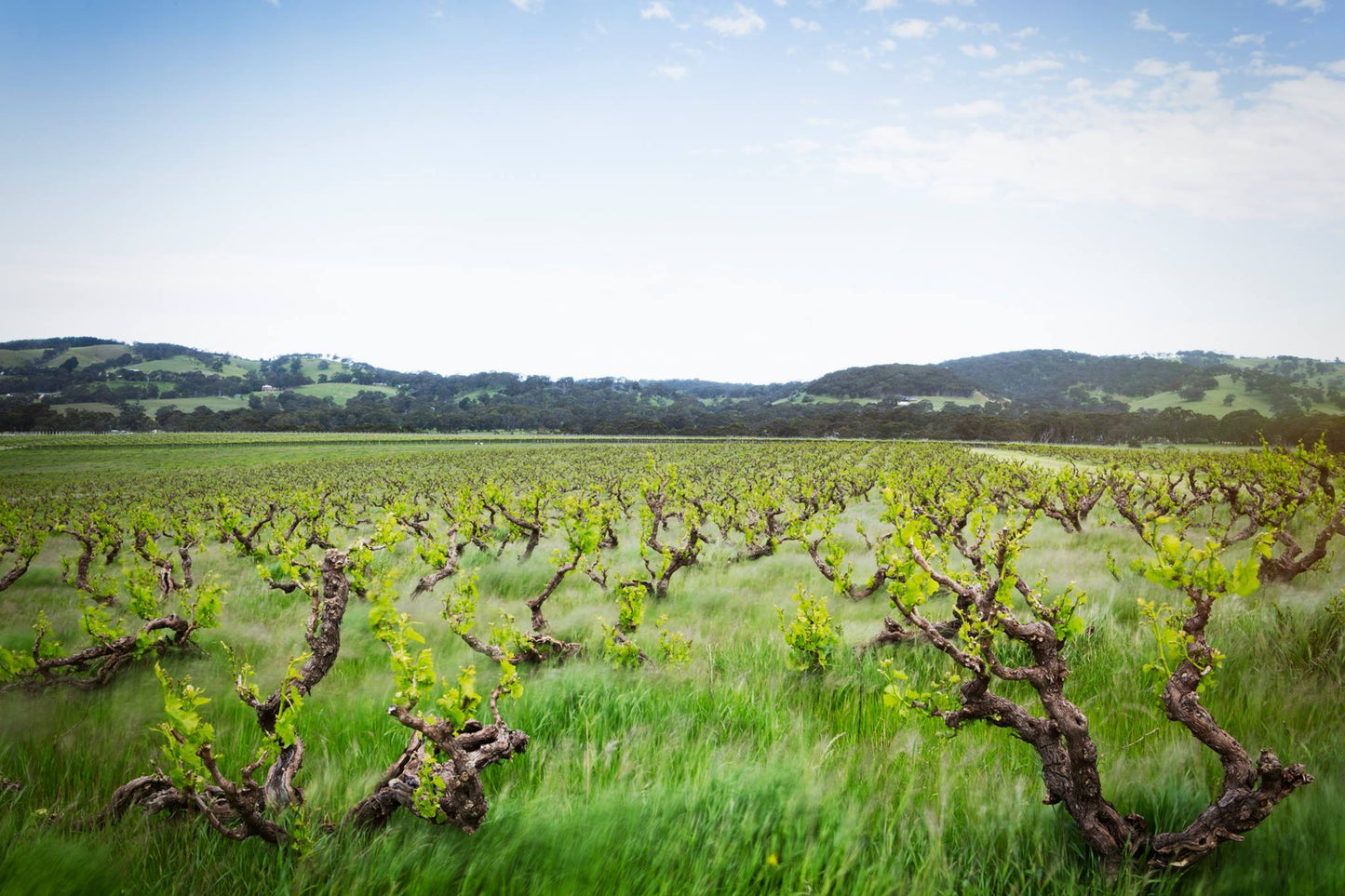 Shiraz, "Kings Wood", YANGARRA ESTATE, McLaren Vale, Australia