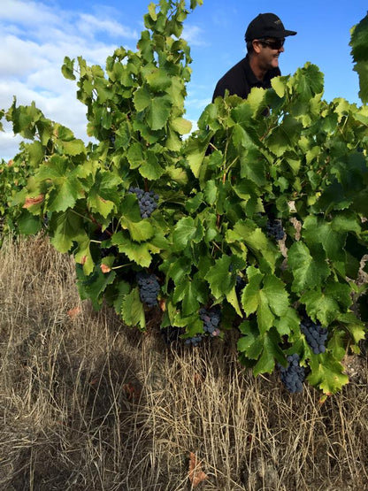 Shiraz, "Kings Wood", YANGARRA ESTATE, McLaren Vale, Australia