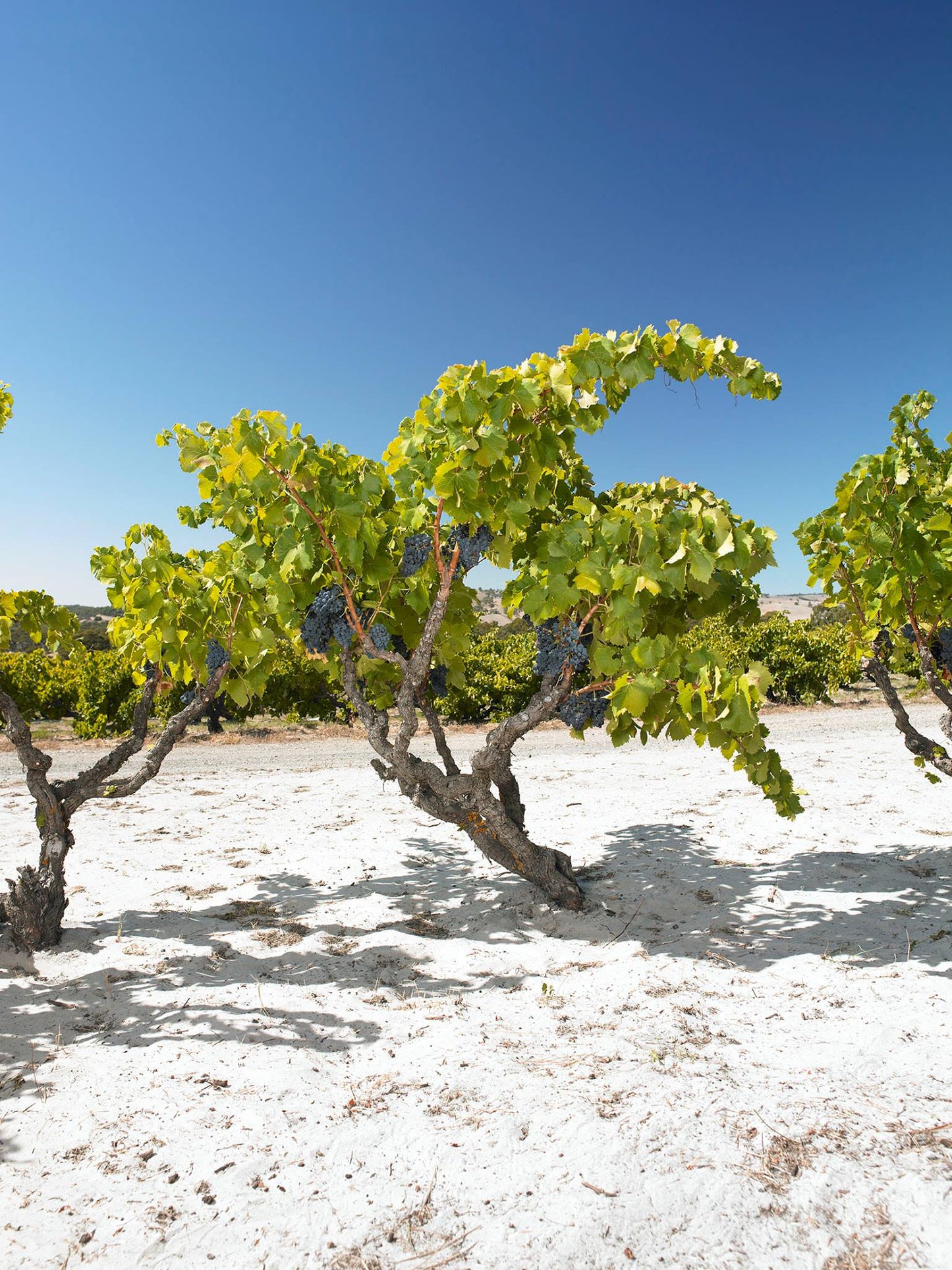 Shiraz, "Kings Wood", YANGARRA ESTATE, McLaren Vale, Australia