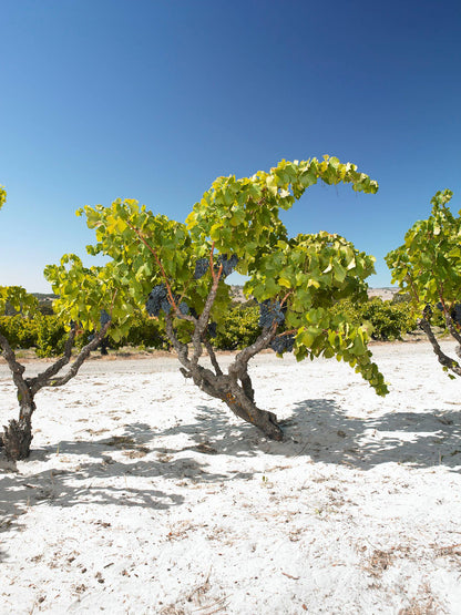 Shiraz, "Kings Wood", YANGARRA ESTATE, McLaren Vale, Australia