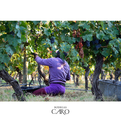 Malbec Blend, CARO, by BODEGAS CARO, Mendoza, Argentina