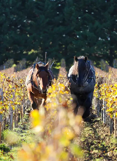 Pessac-Leognan, LE PETIT HAUT LAFITTE, Bordeaux, France