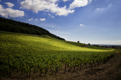 Gevrey-Chambertin, DOMAINE ARNAUD MORTET, "Ma Cuvee", Burgundy France